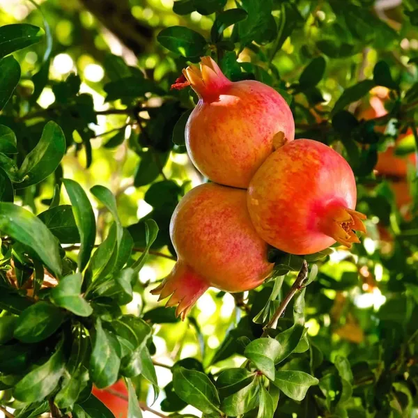 Pomegranate_Plant_(Hybrid)