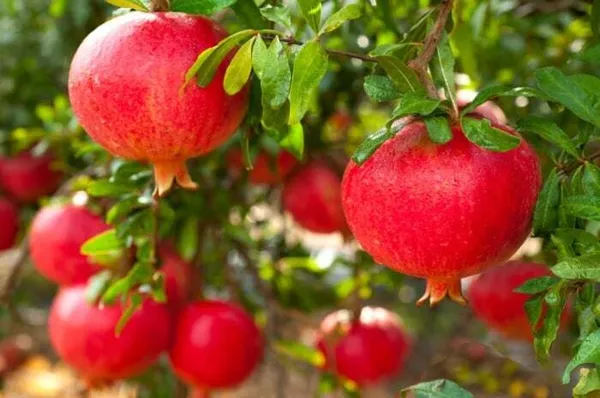 Pomegranate_Plant_(Hybrid)
