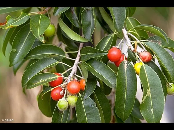 Cherry_Fruit_Plant_(Hybrid)