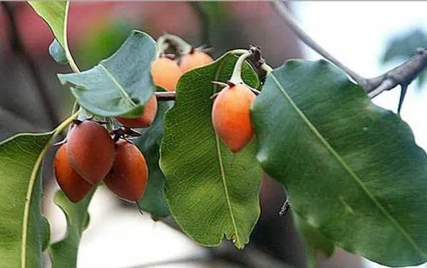 Cherry_Fruit_Plant_(Hybrid)