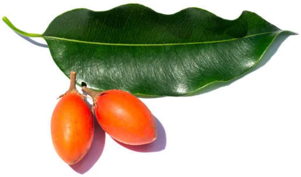 Cherry_Fruit_Plant_(Hybrid)