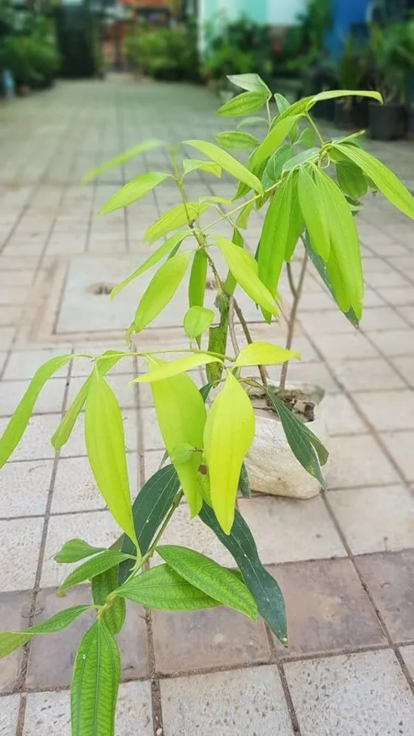 Hybrid_Bay_Leaf_Plant_|_For_Home_Garden