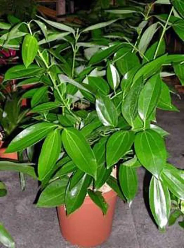 Hybrid_Bay_Leaf_Plant_|_For_Home_Garden