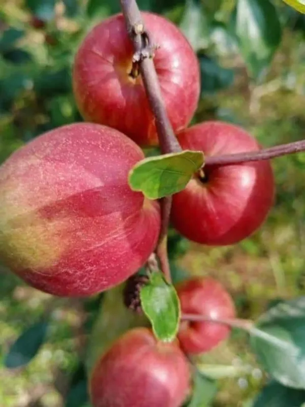 Original_Grafted_Ber_Apple_Hybrid_Plant