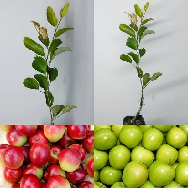 Combo_Of_2_Grafted_Miss_India_Ber_Apple_Plants_|_For_Home_Garden