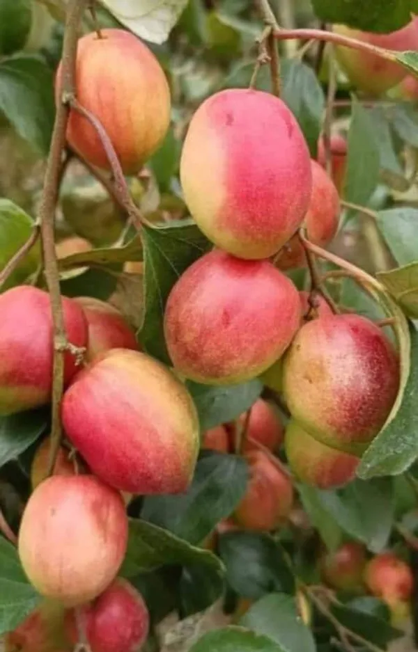 Combo_Of_2_Grafted_Miss_India_Ber_Apple_Plants_|_For_Home_Garden