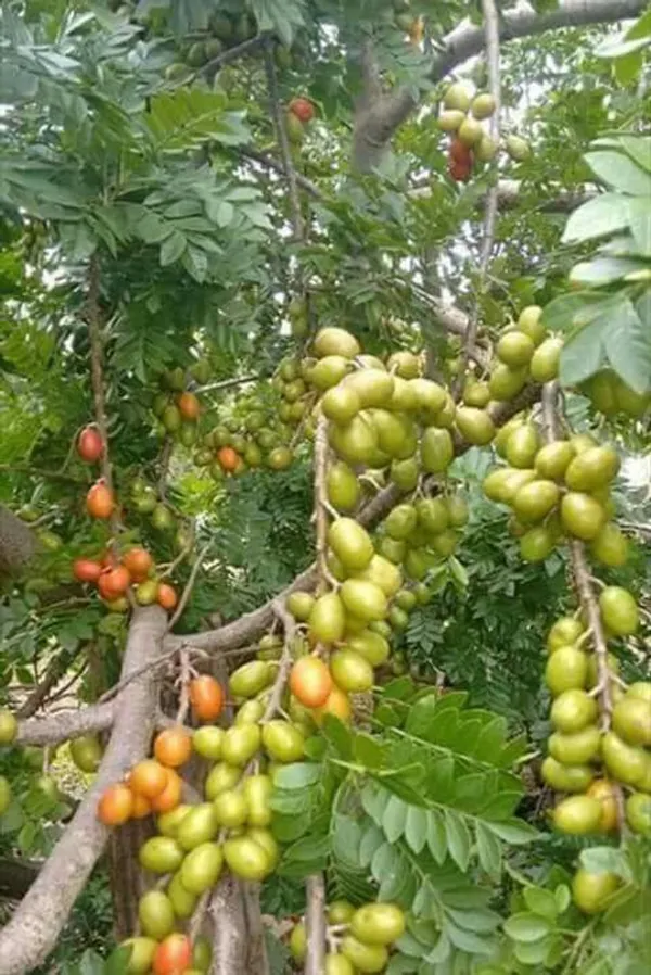 Combo_Of_2_Grafted_Miss_India_Ber_Apple_Plants_|_For_Home_Garden