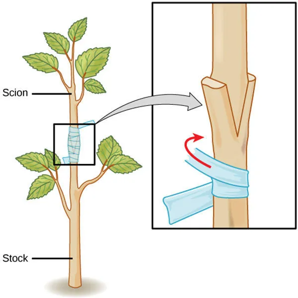 Combo_Of_2_Grafted_Miss_India_Ber_Apple_Plants_|_For_Home_Garden