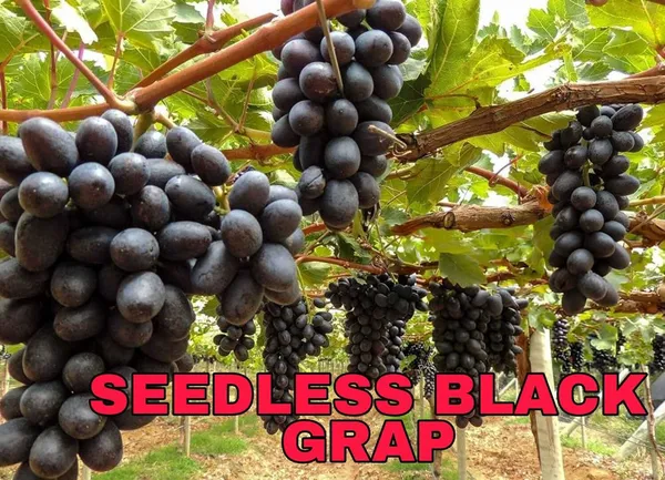 Grapes_Black_Seedless_Hybrid_Thai_Variety