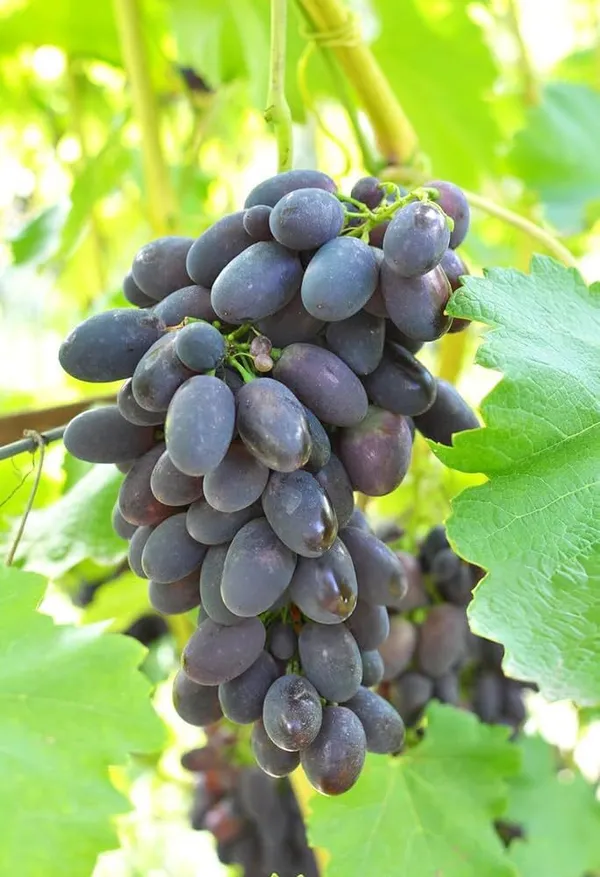 Grapes_Black_Seedless_Hybrid_Thai_Variety