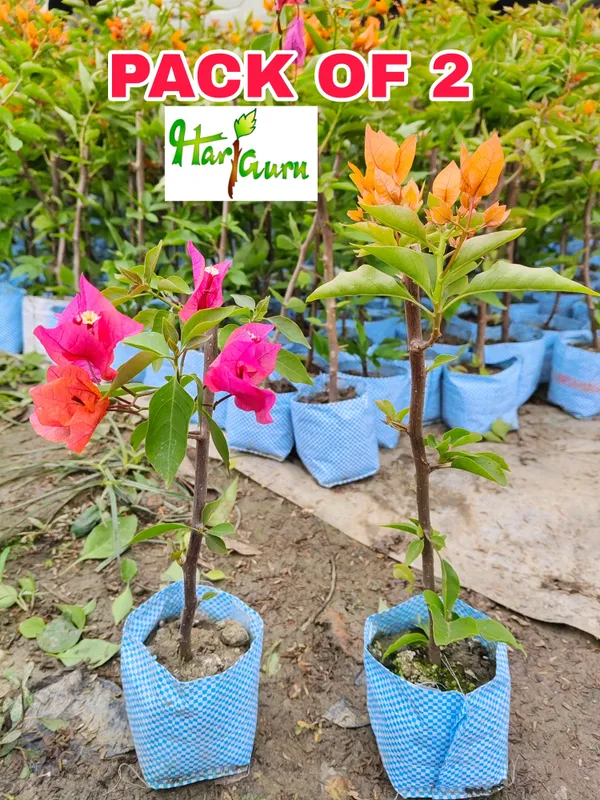 Combo_Of_2_Hybrid_Bougainvillea_Plants_|_For_Home_Garden