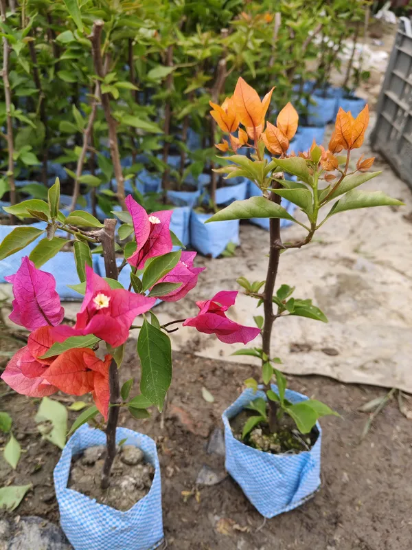 Combo_Of_2_Hybrid_Bougainvillea_Plants_|_For_Home_Garden