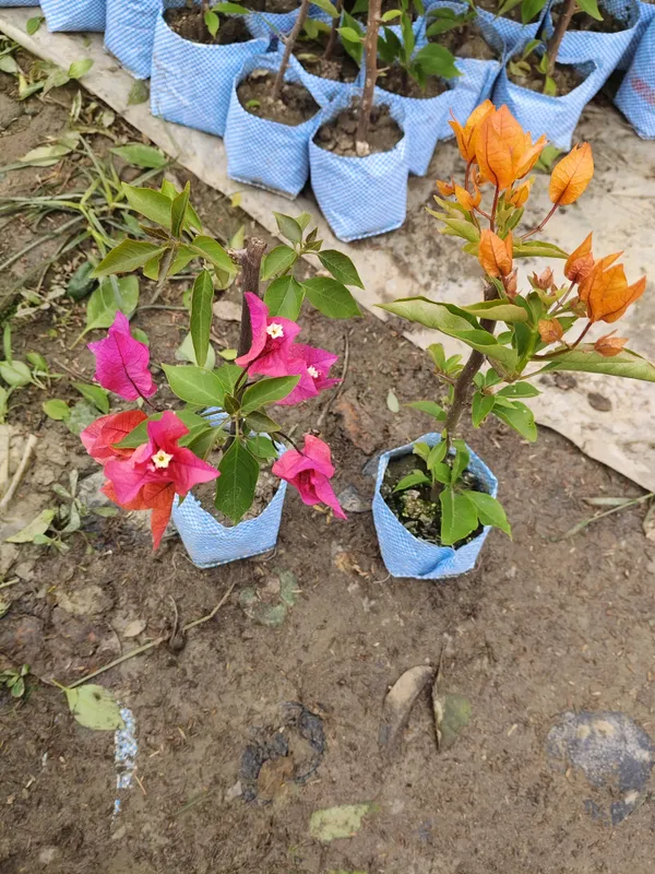 Combo_Of_2_Hybrid_Bougainvillea_Plants_|_For_Home_Garden