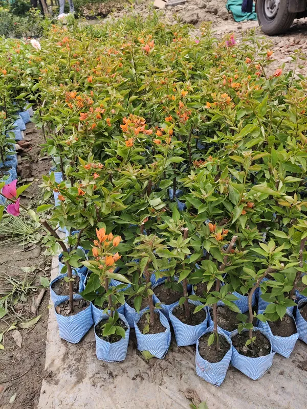 Combo_Of_2_Hybrid_Bougainvillea_Plants_|_For_Home_Garden
