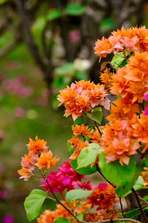 Bougainvillea_Plant_(Hybrid)