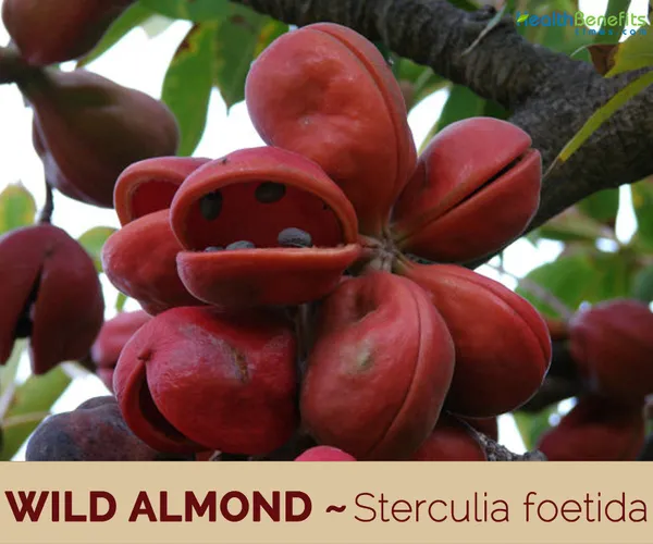 Almond_Plant_(Hybrid)