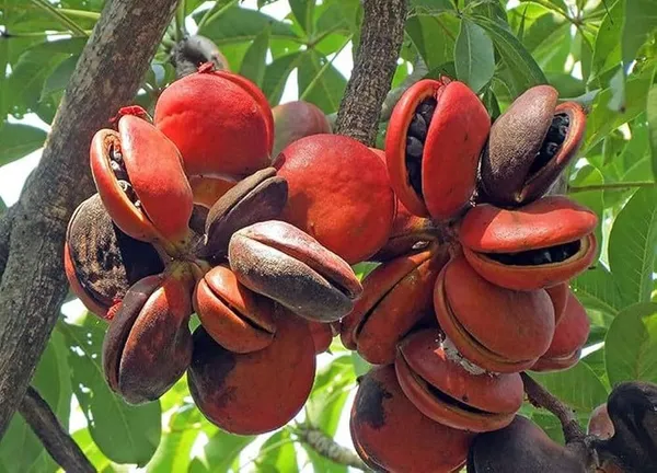 Almond_Plant_(Hybrid)