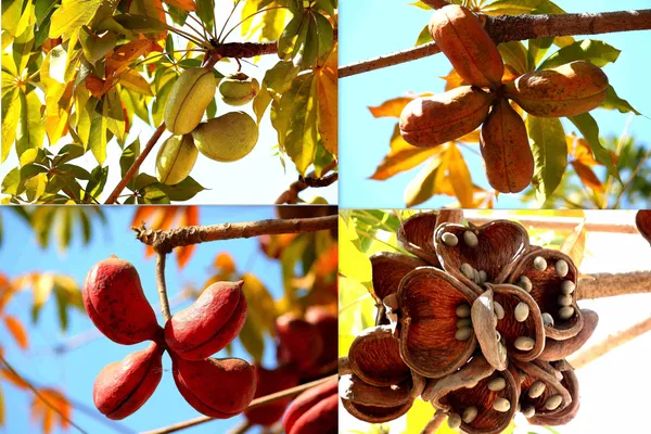 Almond_Plant_(Hybrid)