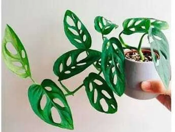 Broken_Heart_Plant_(Hybrid)