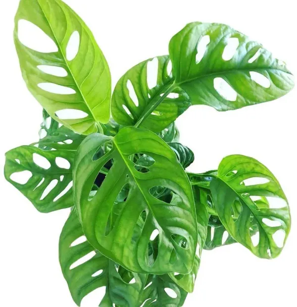 Broken_Heart_Plant_(Hybrid)
