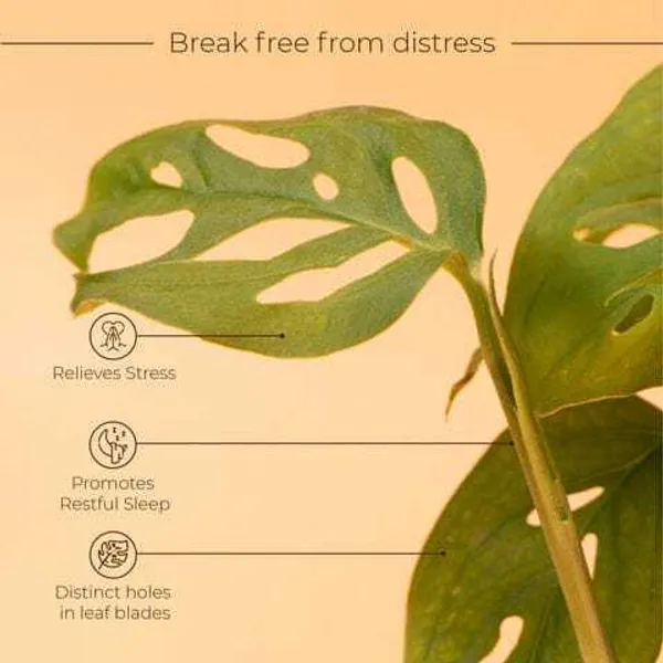 Broken_Heart_Plant_(Hybrid)