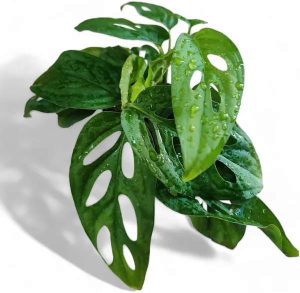 Broken_Heart_Plant_(Hybrid)