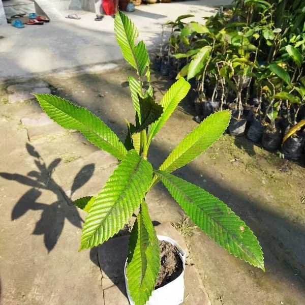 Elephant_Creeper_Plant_(Hybrid)