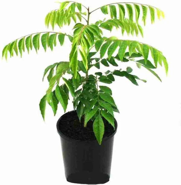 Curry_Leaf_Plant_(Hybrid)