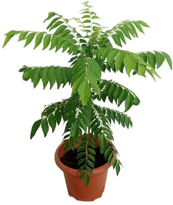 Curry_Leaf_Plant_(Hybrid)