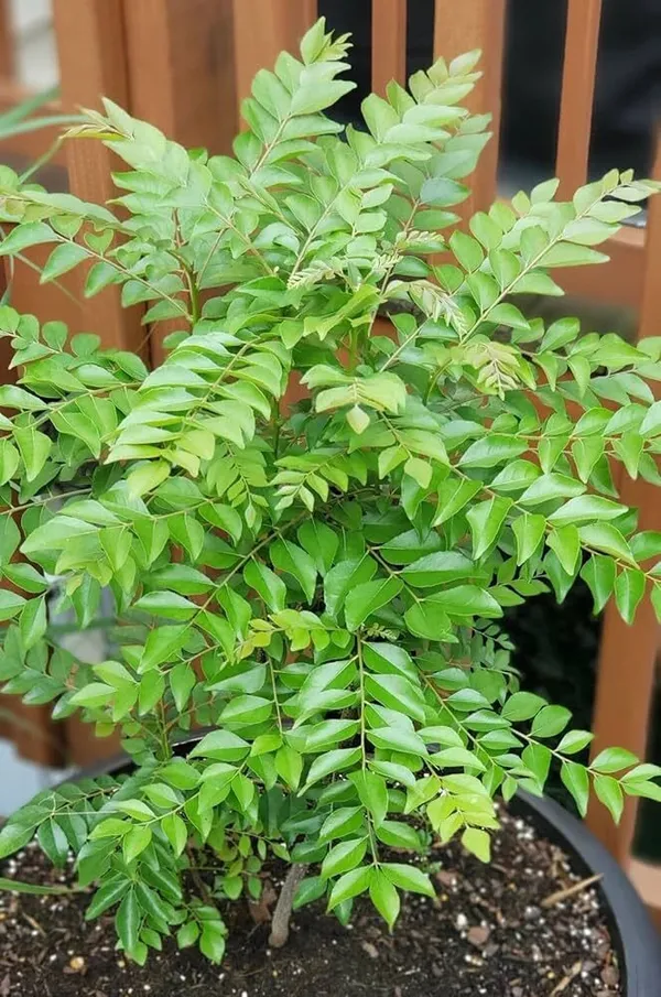 Curry_Leaf_Plant_(Hybrid)