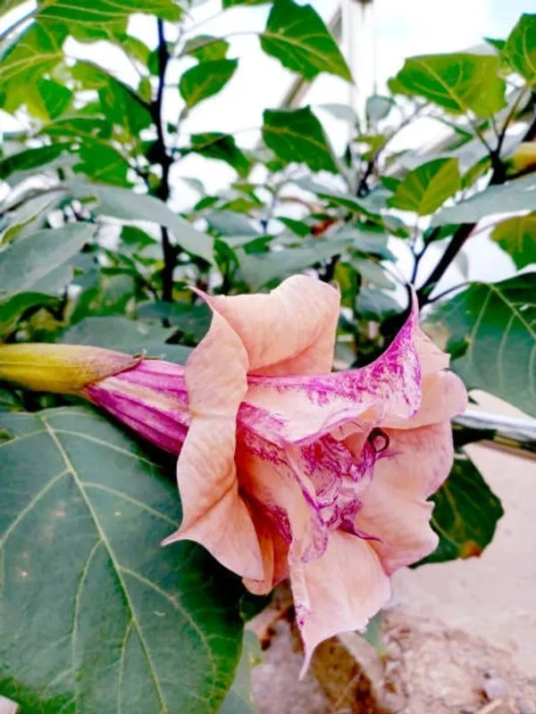 Dracaena_Plant_(Hybrid)