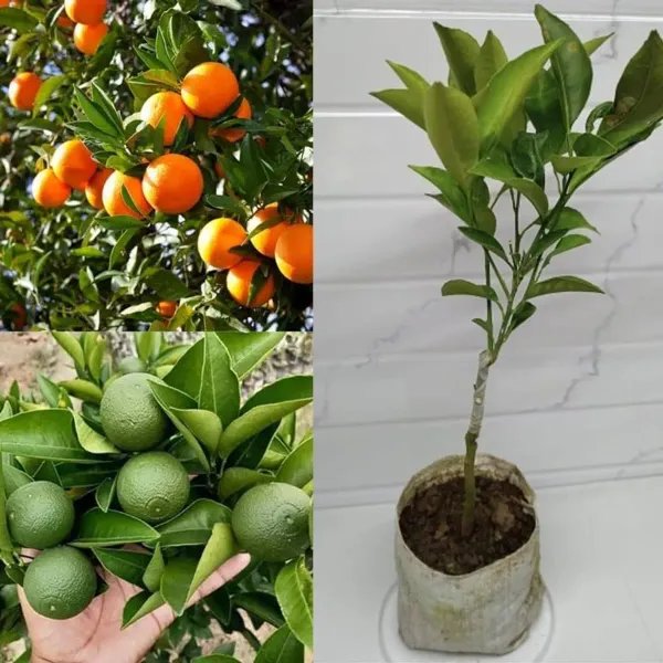 Nagpur_Orange_Plant/_Dwarf_And_Hybrid_Plants