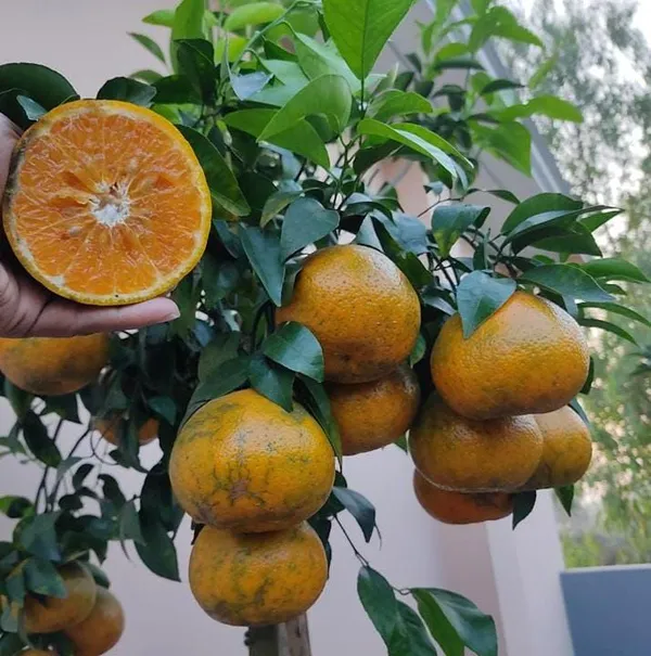 Nagpur_Orange_Plant/_Dwarf_And_Hybrid_Plants