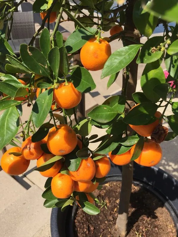 Nagpur_Orange_Plant/_Dwarf_And_Hybrid_Plants
