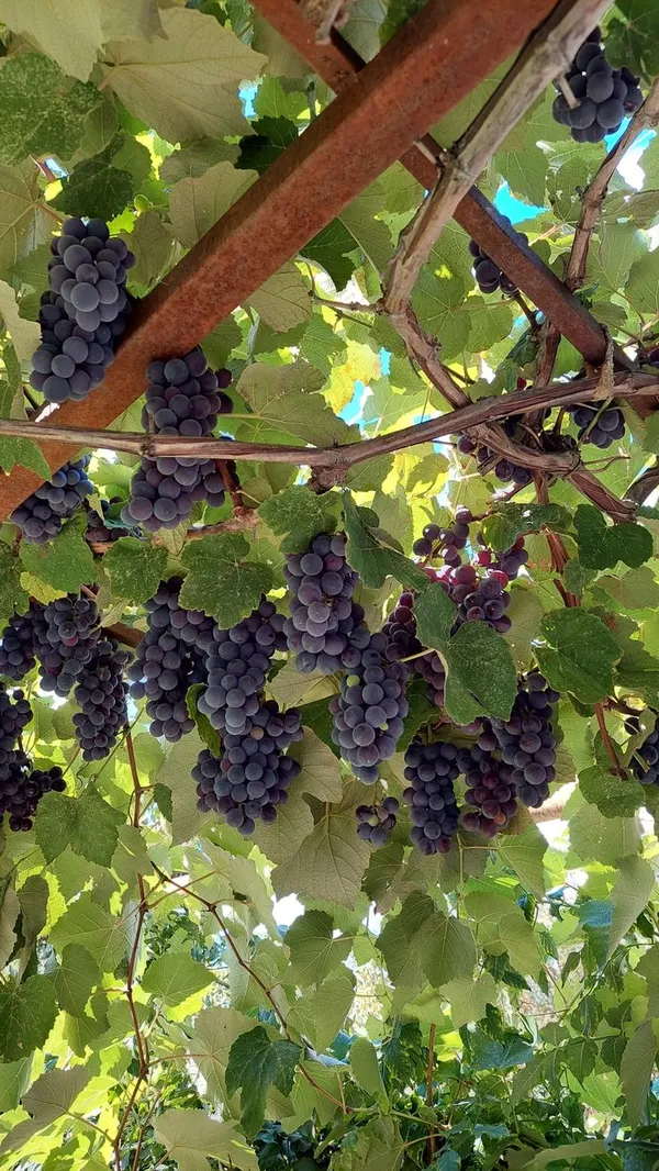 Grapes_Black_Seedless_Hybrid_Thai_Variety