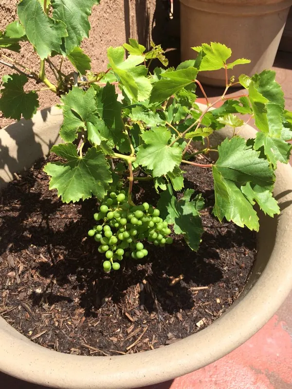 Grapes_Black_Seedless_Hybrid_Thai_Variety