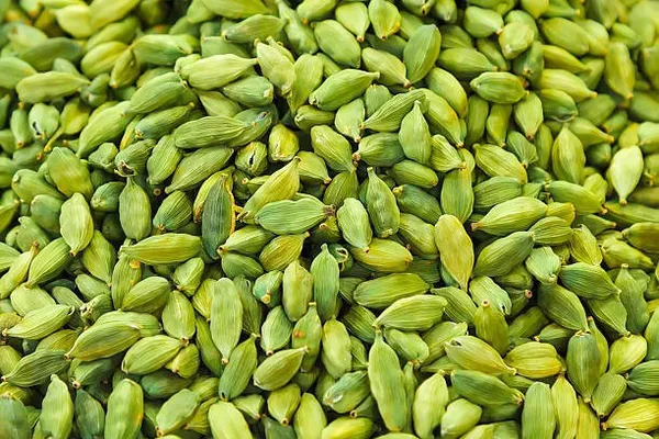 Elaichi/_Cardamom_Plant_(Hybrid)