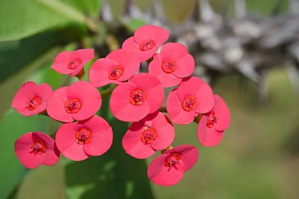 Euphorbia_Plant_(Hybrid)