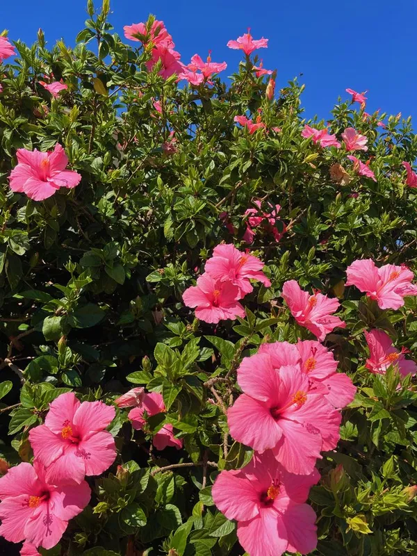 Australian_Hibiscus_Plant_For_Your_Home_And_Garden_Area