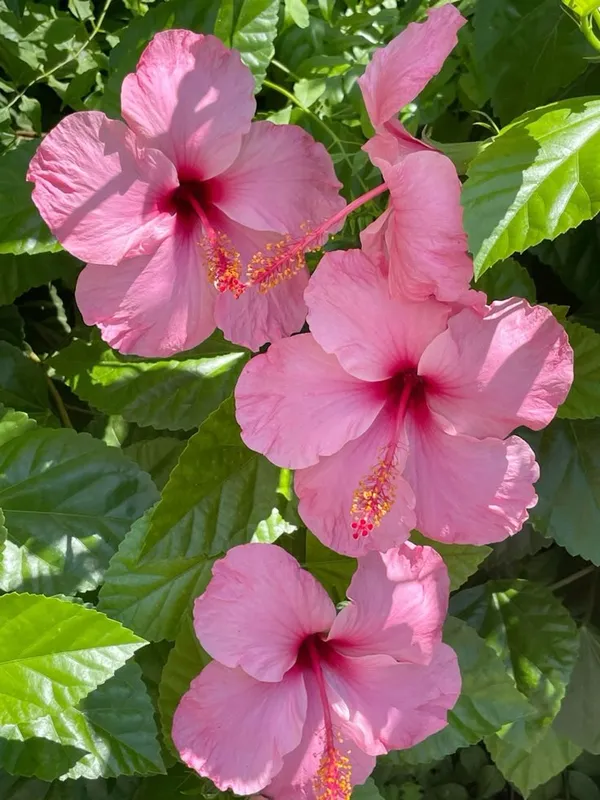 Australian_Hibiscus_Plant_For_Your_Home_And_Garden_Area
