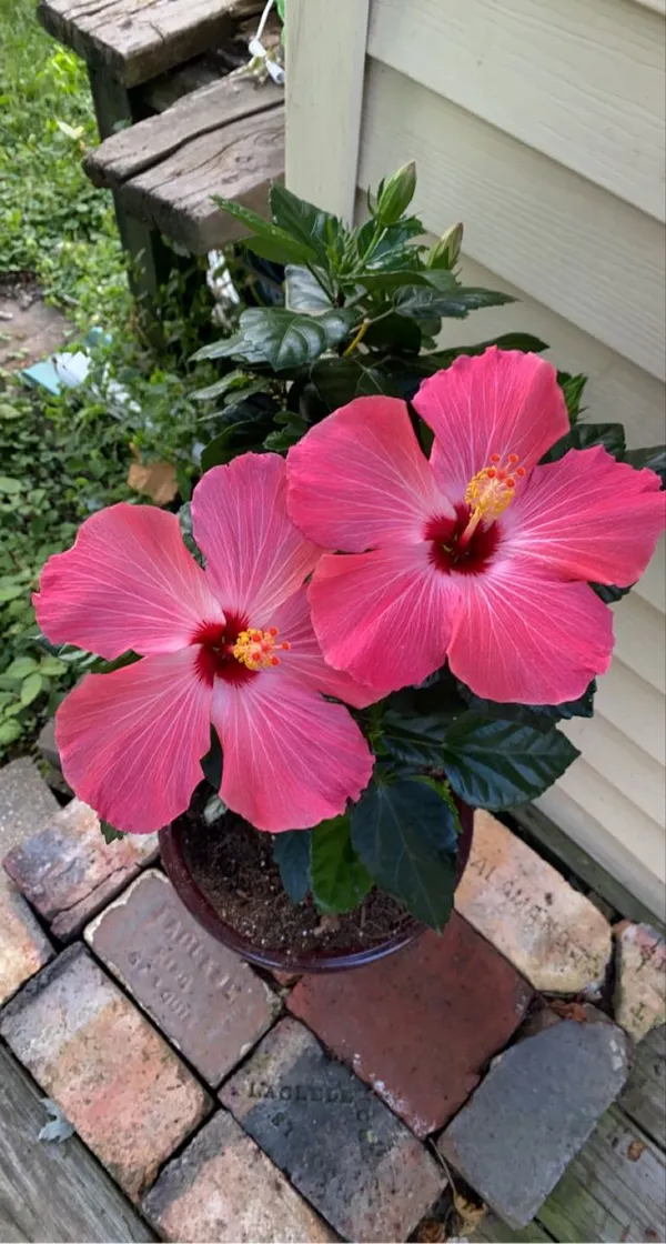 Australian_Hibiscus_Plant_For_Your_Home_And_Garden_Area