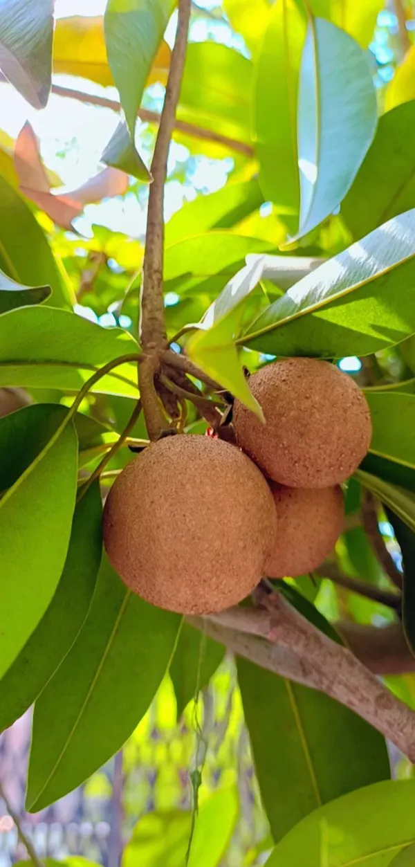 Thai_Kalapati_Chiku_Plant/_Dwarf_And_Hybrid_(Grafted)_Plants