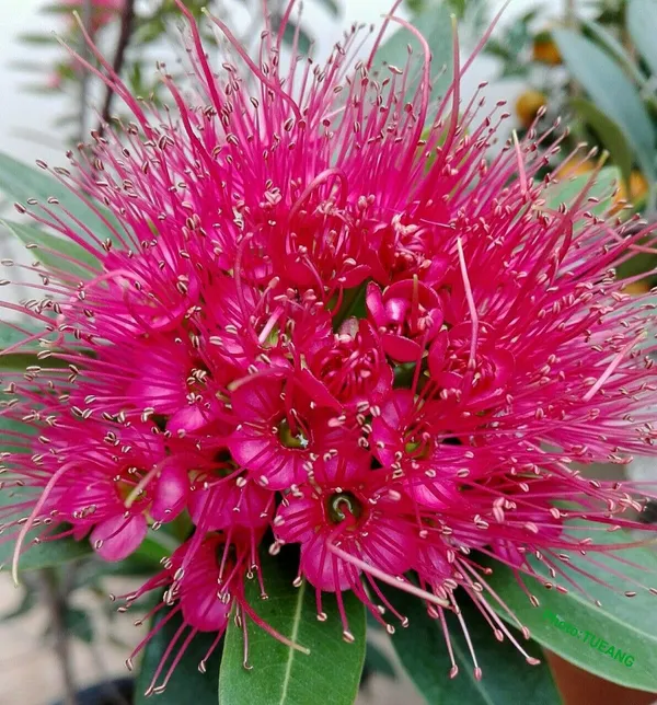 First_Love_Red_Flower_Plant_(Hybrid)