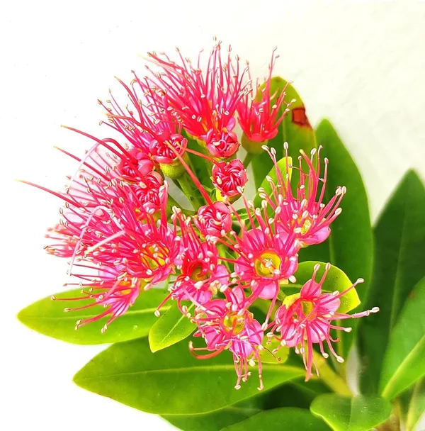 First_Love_Red_Flower_Plant_(Hybrid)