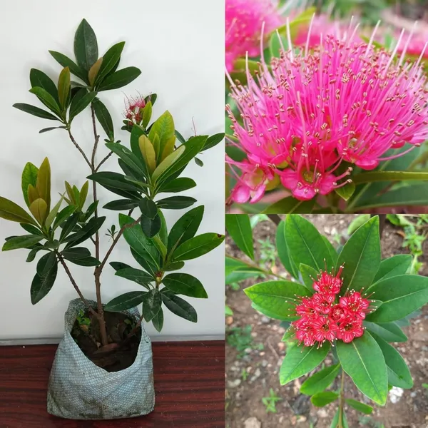 First_Love_Red_Flower_Plant_(Hybrid)