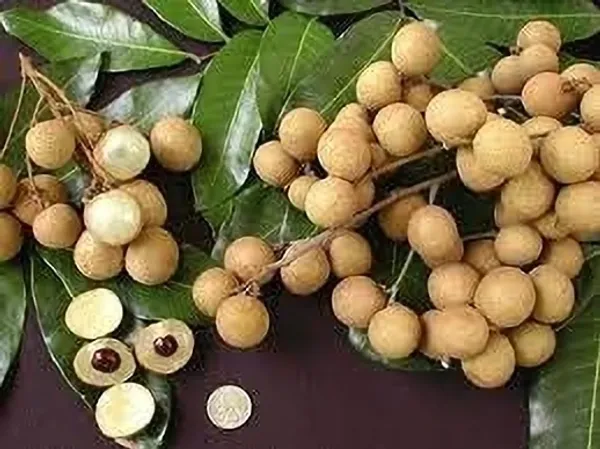 Lonicera_Japonica_(Hybrid)