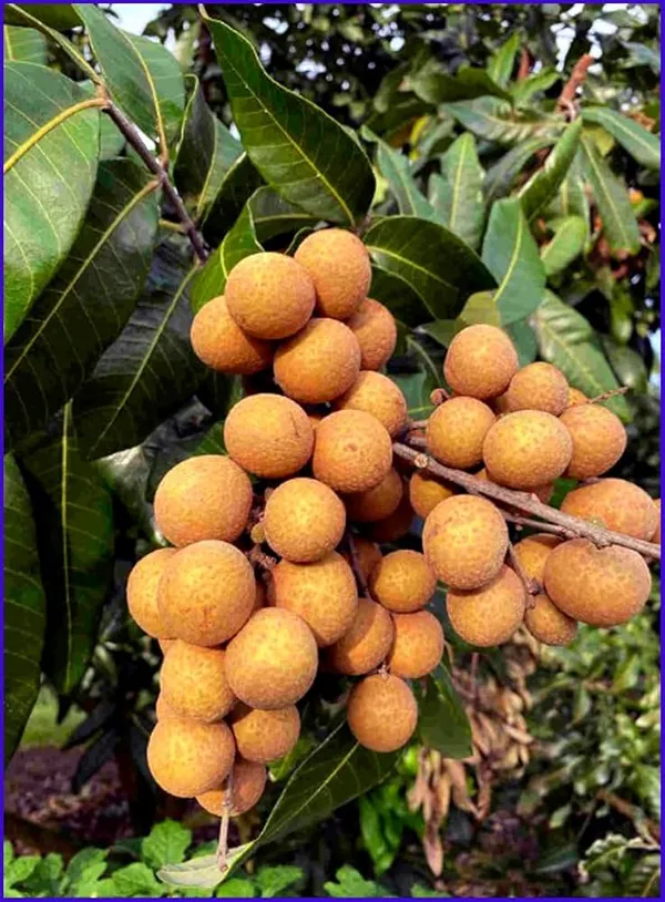 Exotic_Grafted_Longan_Fruit_Plant_-_High_Yield_&_Early_Fruiting_(Live_Tree)