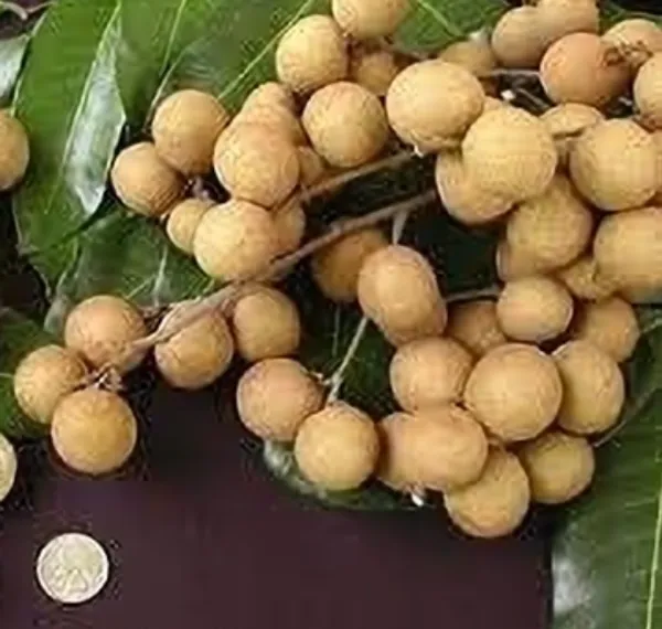 Lonicera_Japonica_(Hybrid)