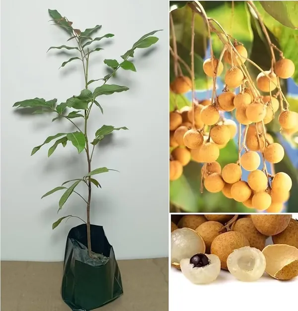 Exotic_Grafted_Longan_Fruit_Plant_-_High_Yield_&_Early_Fruiting_(Live_Tree)