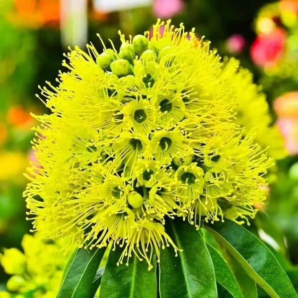 First_Love_Red_Flower_Plant_(Hybrid)